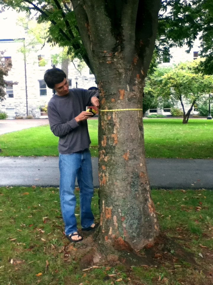 Ursinus College student Amos Almy measures the diameter at breast height (DBH) of a tree on Ursinus' campus.