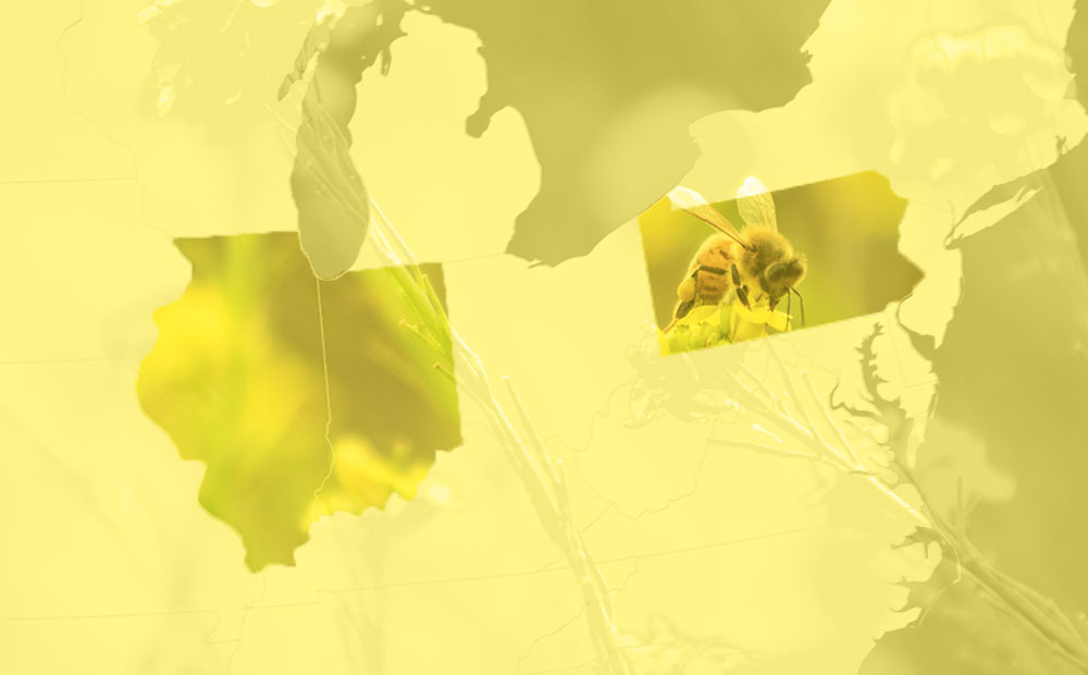 Parts of map highlighted overlaid on a photograph of a bee.