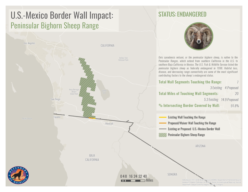 map of the impact of the U.S.-Mexico border wall on peninsular bighorn sheep range
