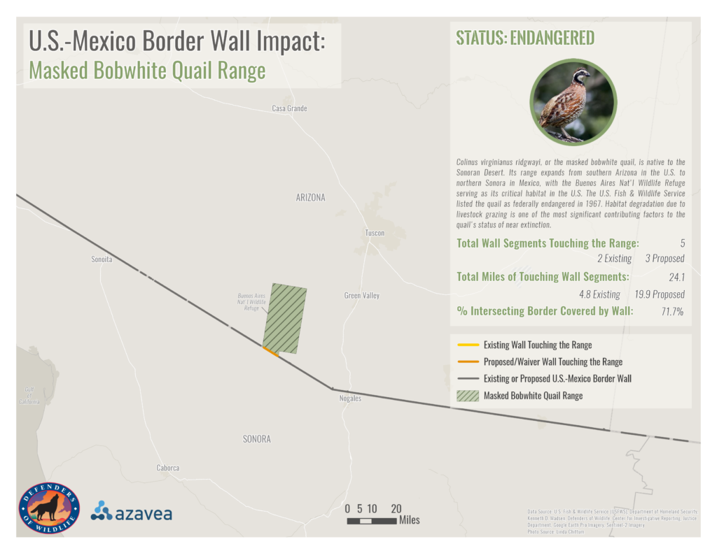 map of the impact of the U.S.-Mexico border wall on masked bobwhite quail range