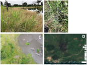 Four imagery examples for mosquito breeding sites